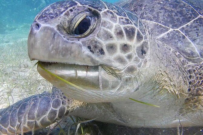 Discover Scuba Diving - Who this is best for (and who should think twice)