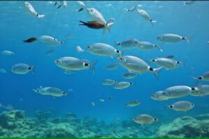 Discover SCUBA Diving with Pissouri Bay Divers - The land lesson: paperwork, scuba theory, and staying safe