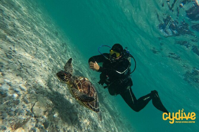 Half-Day Scuba Diving Tour - Discover Scuba Diving! - Before You Go: Finish the eLearning and Be a Confident Swimmer