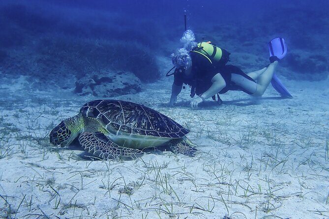Introductory diving in small groups - Pickup, meeting point, and the easiest way to arrive