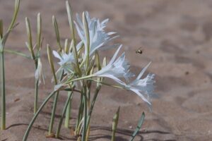 Jeep Safari Akamas from Paphos - Lara Beach and the turtle conservation angle (what to expect realistically)