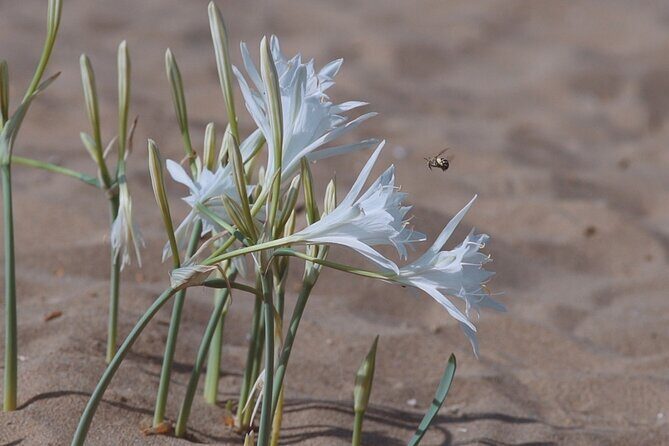 Jeep Safari Akamas from Paphos - Lara Beach and the turtle conservation angle (what to expect realistically)