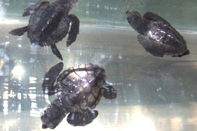 Land Rover Akamas Blue Lagoon Jeep Safari - Lara Bay turtle conservation station: where conservation meets a calm break