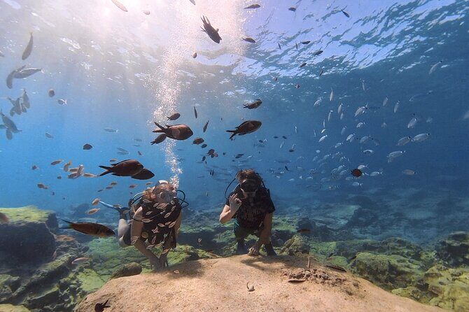 Scuba Diving Experience (10+ Years) AND Free Edited Video - Price and value: is $84.48 worth it?