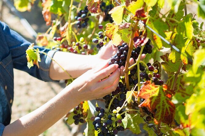Troodos Mountains Grape Escape: All Inclusive Food & Wine Tour - Ayia Mavri Winery: guided tasting with a real production story