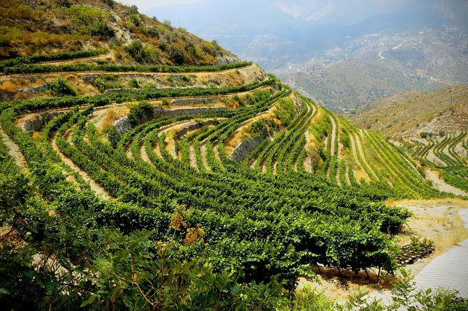 Troodos Mountains Grape Escape: All Inclusive Food & Wine Tour - The meze lunch and included drinks (how to get the most from it)