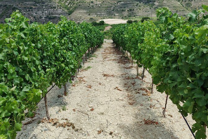 Troodos Mountains Grape Escape: All Inclusive Food & Wine Tour - Price and logistics: is $142.71 good value?