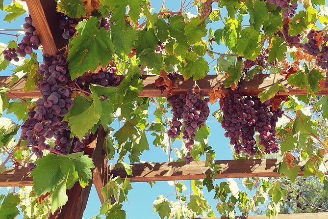 Troodos Mountains Vino Venture: All Inclusive Full Day Wine Tour - 3 boutique winery stops, with real people and real tastings